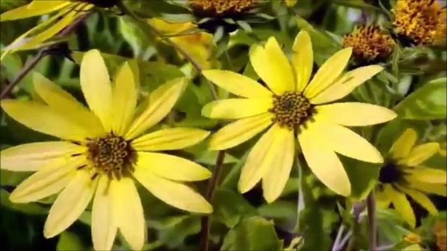 Оксана Варушкина - "Монолог маленькой девочки" смотреть онлайн