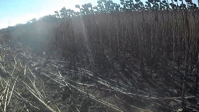 Уборка Подсолнуха 38ц "САКСОН' 22.10.21 смотреть онлайн