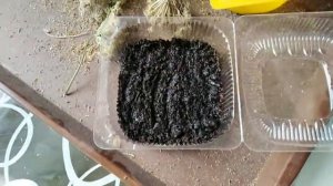 23 марта 2020г. СЕМЕНА МОРКОВИ ЗА ОДИН СЕЗОН от семян до семян