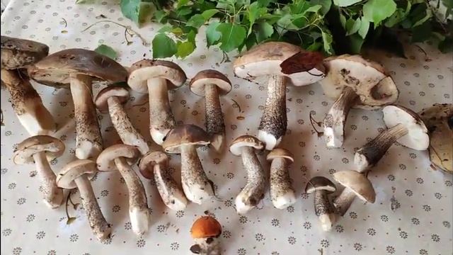 В начале июня грибы??? смотреть онлайн