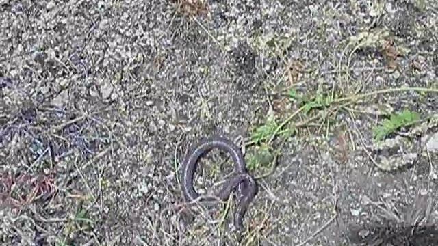 BLANUS CINEREUS EN LA VIÑA DE GREDOS смотреть онлайн