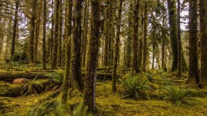 Hoh Rain Forest - 4K Nature Relaxation Film