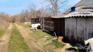 готовимся к окоту, лечим козу, чистим козлятник