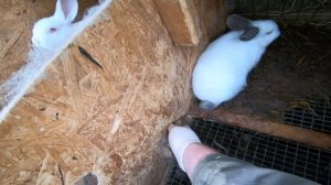 Разведение кроликов. кролиководство