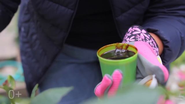 Как укрывать розы на Урале