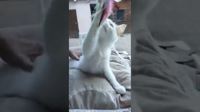 Cuccioli Ragdoll maschi femmine in vendita video 3 смотреть онлайн