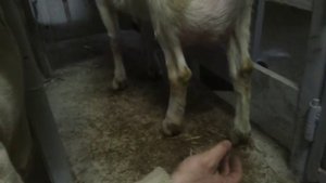 Мои зааненские козы (Беларусь, Борисов)