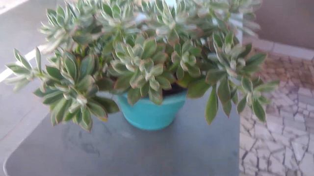 🍀ECHEVERIA PULVINATA RUBI BLUSH #suculentas #pulvinata#rubi#blush смотреть онлайн