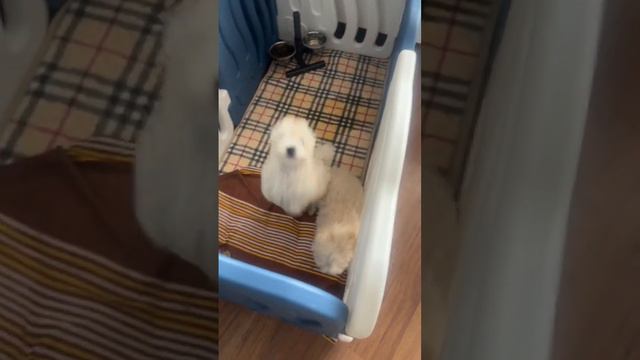 Той пудель ищет свою семью #тойпудель #мальтипу #pitomnikmoscow смотреть онлайн