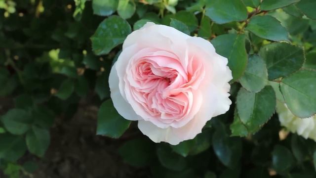 УДАЧНЫЕ СОЧЕТАНИЯ СОРТОВ РОЗ И ПОЛНОЕ ФИАСКО. ПРОГУЛКА ПО САДУ.
