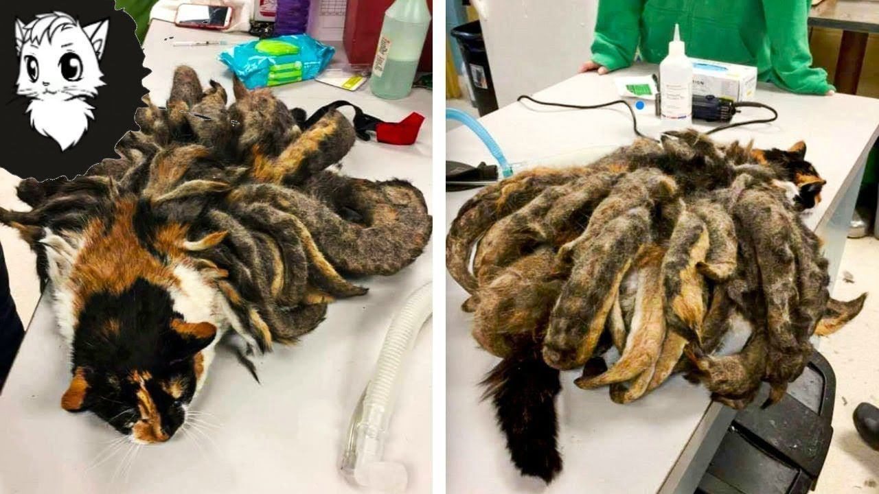 ОН НАШЕЛ КОТА В ЧУЖОМ ПОДВАЛЕ И ТО ЧТО СЛУЧИЛОСЬ ДАЛЬШЕ РАЗБИЛО ЕГО СЕРДЦЕ [Белый кот] смотреть онлайн