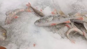 р Косьва рыбалка 27декабря 2022.г