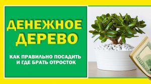 Денежное дерево.  Как правильно посадить Толстянку, чтобы деревце привлекало деньги.#Берегиня