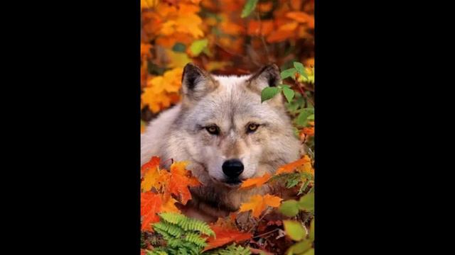 Какое ты животное по знаку зодиака?😻🐾🐱✌💖❤🍪 смотреть онлайн