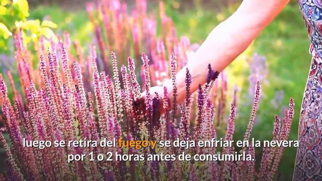 Como usar la Lavanda para Aliviar la Ansiedad Dolores de Cabeza смотреть онлайн