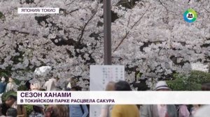 Сакура зацвела в Японии. Цветущие сады привлекли сотни туристов