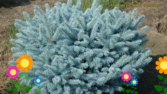 Ель голубая Глаука Глобоза. Краткий обзор, описание характеристик picea pungens Glauca Globosa