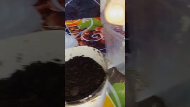 Сад огород  Высеваем семена петунии