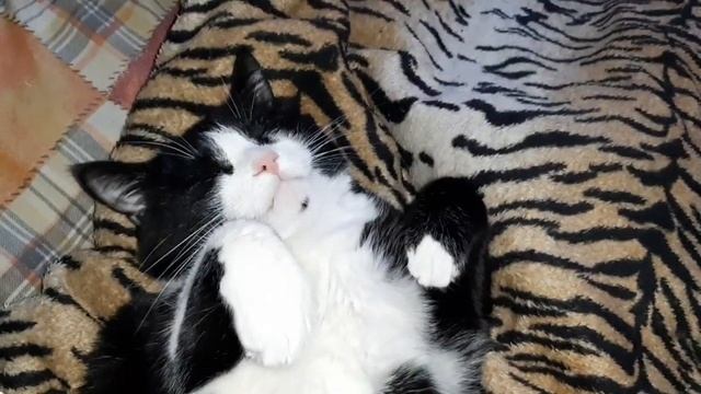 Доброй ночи! Спящие котики?????? Милота. Релак. Позитив. Доброй ночи.