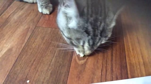 Рассказ о котёнке смотреть онлайн