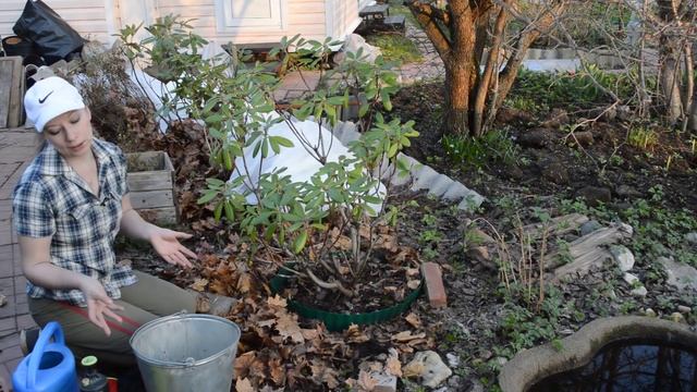 Рододендроны весной: секреты ухода