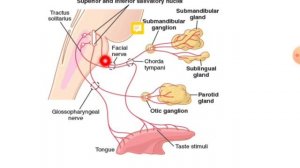 GIT 5 Physiology