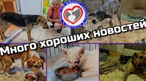 СПАСЕНИЕ БЕЗДОМЫШЕЙ ПРОДОЛЖАЕТСЯ! Лежачие пациенты встали, коты с переломами челюстей начали есть!