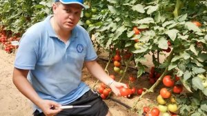 Томат Драйв F1