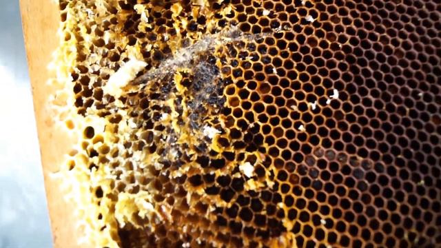 что творит восковая моль 2021 смотреть онлайн