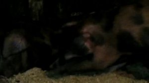 Что случилось со свиньями🦇!? Как поставить проволоку свиньям в нос?