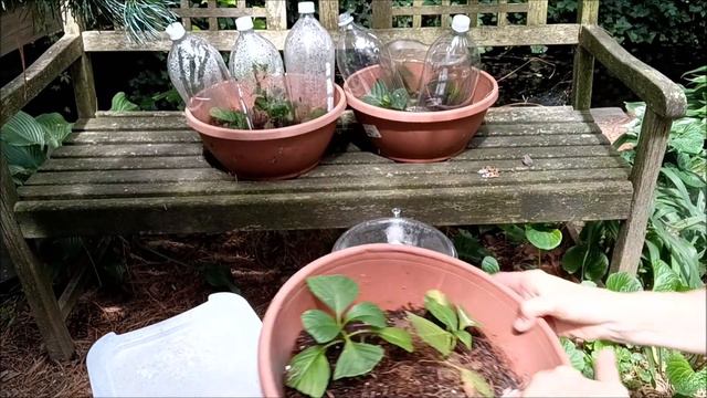 HOW TO ROOT HYDRANGEAS FROM CLIPPINGS PLUS IMPATIENS, NEW GUINEA IMPATIENS, & BEGONIAS! #freeplants