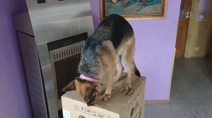 Собаки распаковывают стиральную машину