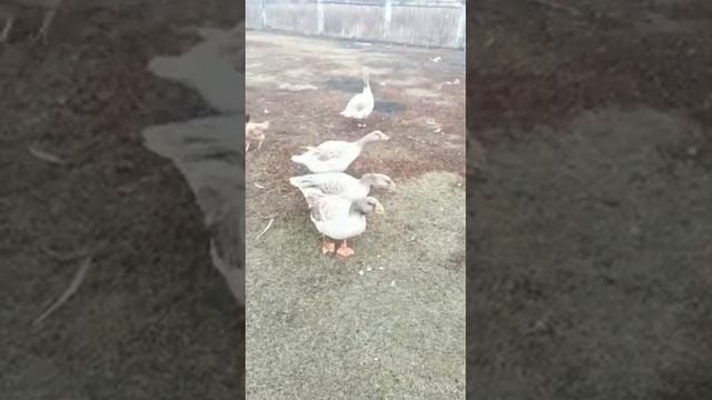 Паловские бойцовые гуси??? смотреть онлайн