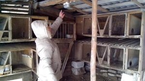 Как выгуливать кур зимой.Комфортный куриный дворик.Делимся опытом.