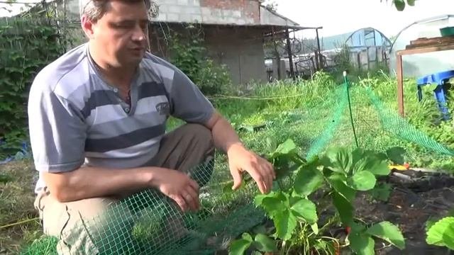 будущий урожай сортов клубники Царица и Кабрилло в моем клубничнике