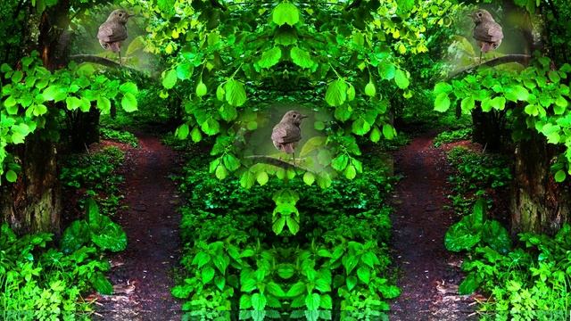 Пение птиц в лесу и прогулка после майского дождя смотреть онлайн