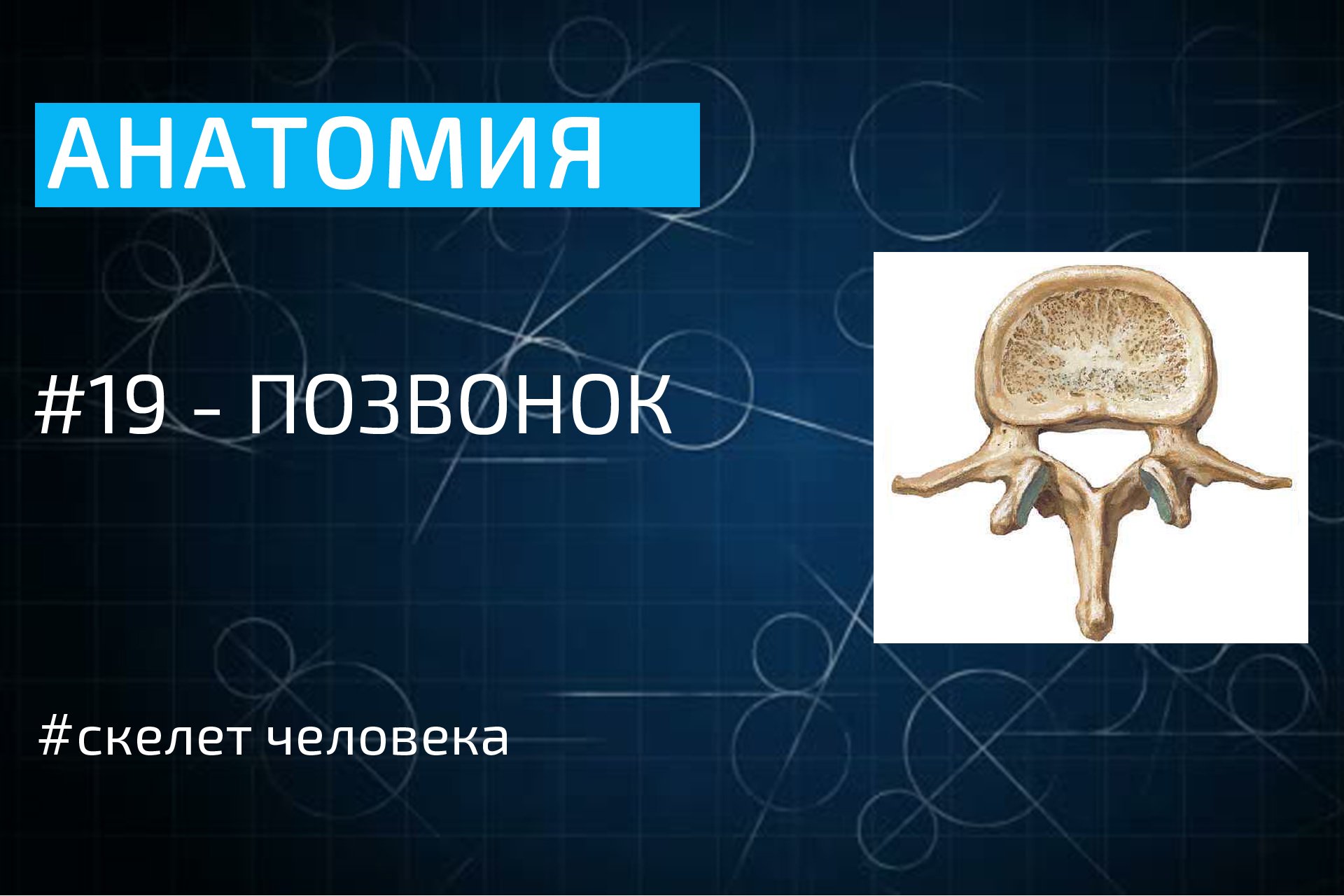 Функции скелета позвоночника. Скелет человека позвонки. позвоночная кость динозавра. крик совы позвонок анатомия. кости позвоночника скелета птицы.