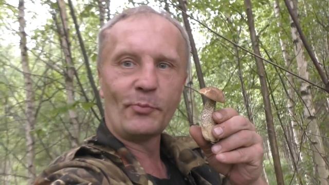 Грибное нашествие Подберёзовиков в Подмосковье 2019 год.