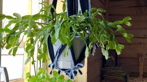 Как сделать подвесное Кашпо своими руками. Цветочное кашпо из старых джинсов своими руками