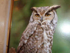 СТРЕНОЖЕННЫЕ КОНИ