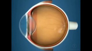 ЧТО ЭТО???? КАК УСТРОЕН ГЛАЗ ЧЕЛОВЕКА!!!