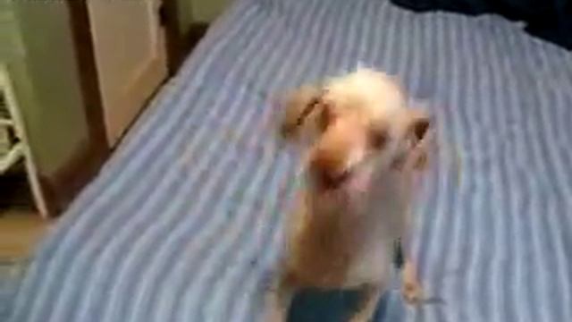 Crazy Dog смотреть онлайн