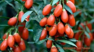 Годжи лечебная Биг Берри (lycium barbarum) ? Биг Берри обзор: как сажать, саженцы годжи Биг Берри
