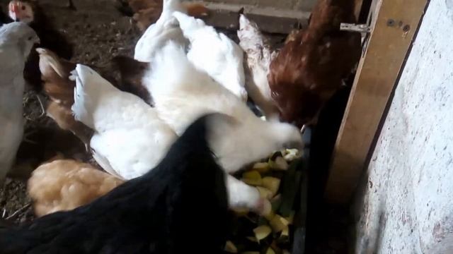 Овощной салатик для наших кур!