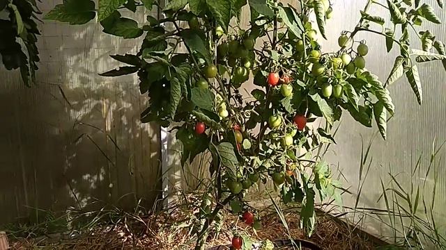 Томаты 2018. Сорт сладкий поцелуй смотреть онлайн