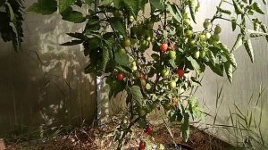 Томаты 2018. Сорт сладкий поцелуй