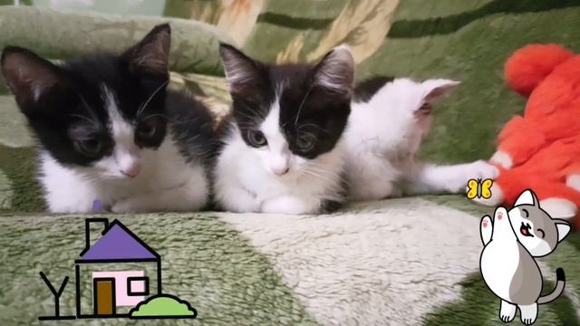 Котятки ищут дом и добрых хозяев!2 ,5 месяца) город Волгодонск, номер профиля на Авито 220596890 смотреть онлайн