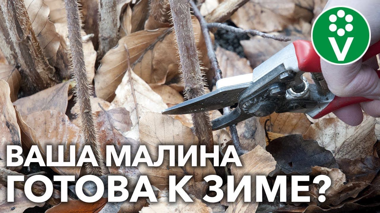 КАК ОБРЕЗАТЬ МАЛИНУ ОСЕНЬЮ? ЧЕМ УТЕПЛИТЬ? Советы опытного агронома!
