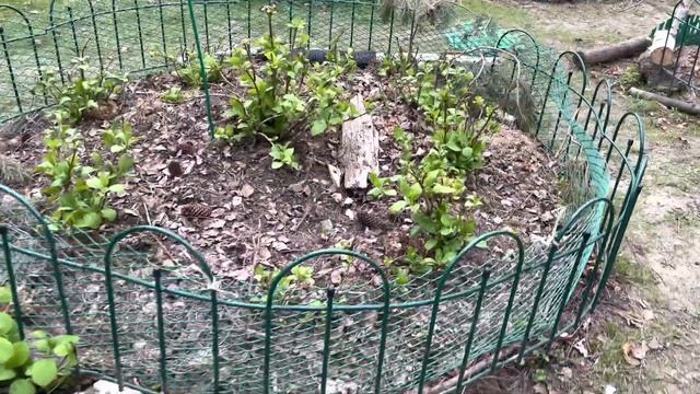 Выращивание крупнолистных гортензий в  открытом грунте в холодном климате
