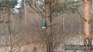 Предновогодняя ловля щеглов. Белобородый щегол.